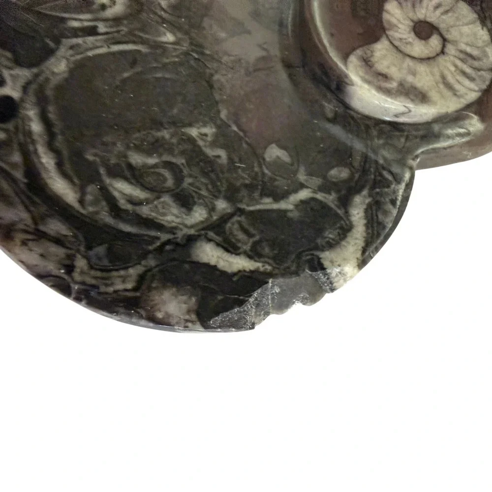 Ammonite Orthoceras Fossil HeartBlack Grey Polished Natural Orthoceras Read 4.5